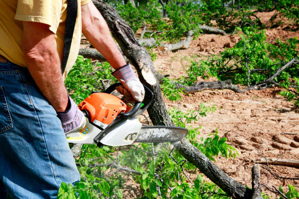 The Steps Involved in Our Tree Care Process in Port Edwards, WI